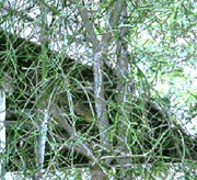 NLAM: National Library of Ayurved Medicine