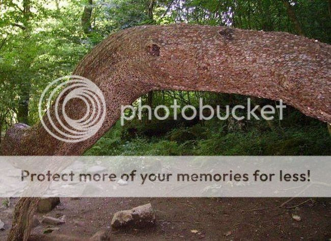 Pohon uang bukan sekedar legenda dan cerita namun benar benar ada