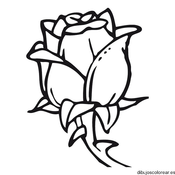 Rosas Animadas Para Dibujar