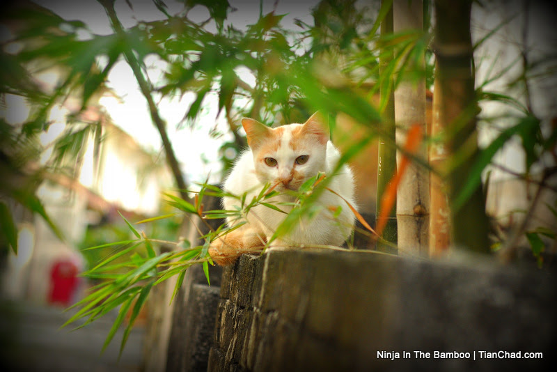 Ninja Cat in Bamboo Forest | TianChad.com