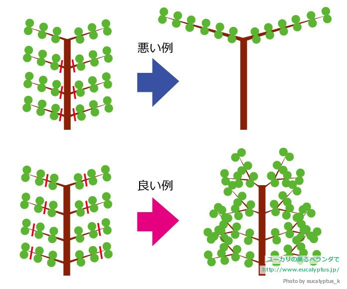 ユーカリの薫るベランダで 剪定の基本