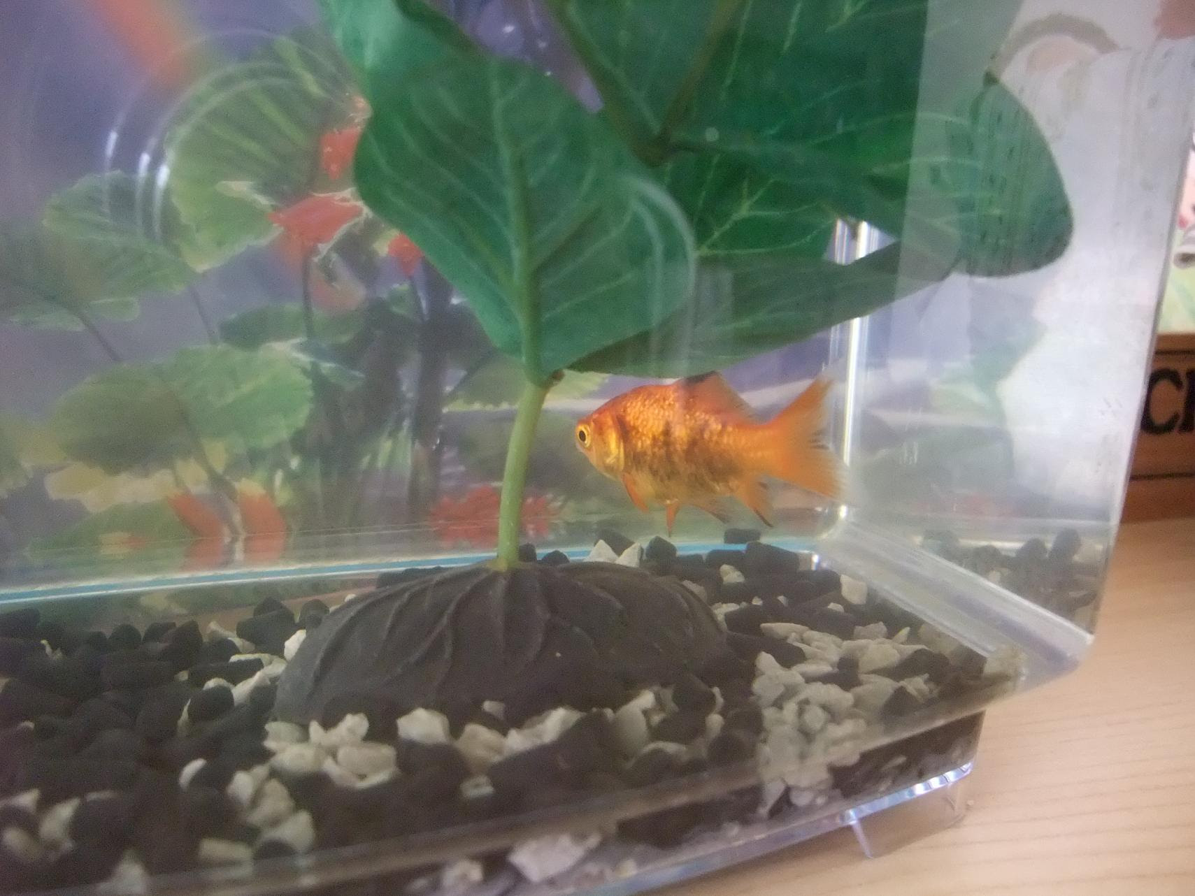まおまおアメリカ日記 金魚の金ちゃん