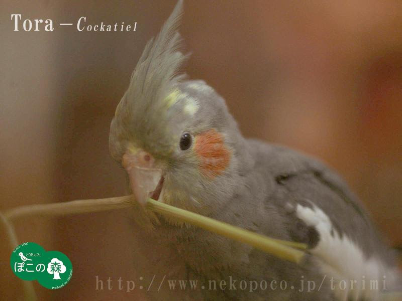 オリジナル壁紙 待受プレゼント オカメインコ ノーマル の とら ようこそ とりみカフェ 鳥カフェでの出来事や鳥写真