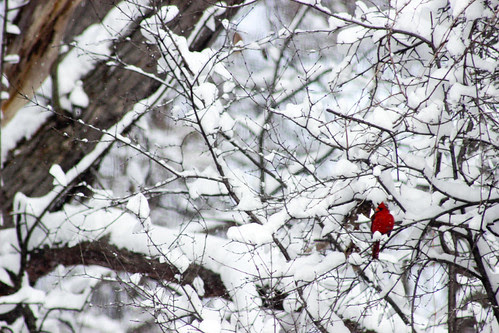 Cardinal in the snow by Jeni Baker