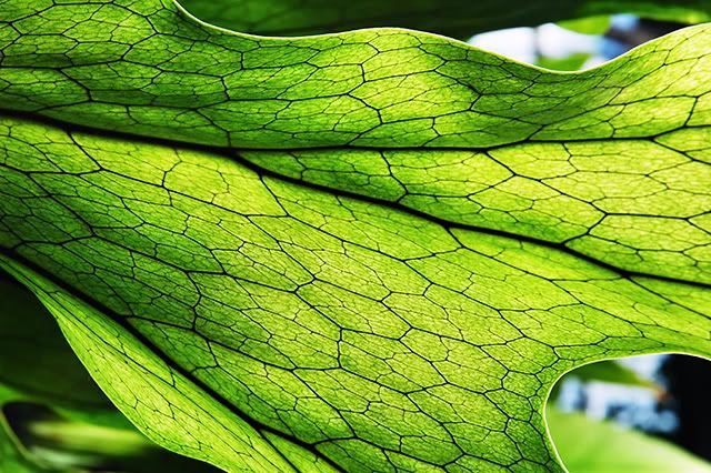 Leaf Nerves or Veins [enlarge]