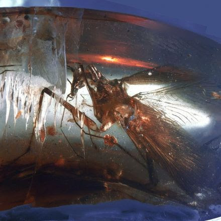 Predatory cockroach from dinosaur era found trapped in amber
