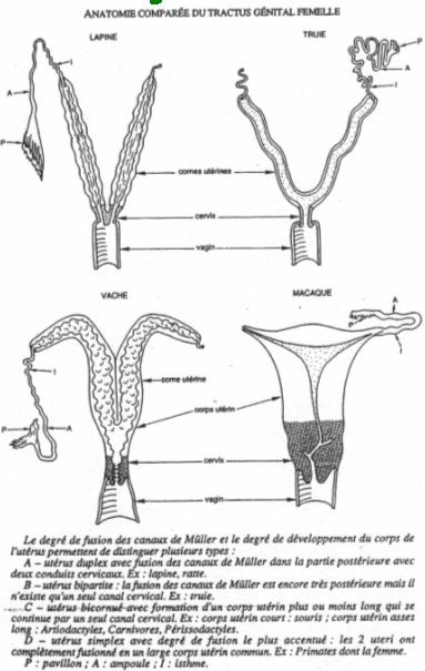 Différents types d'ovaires
