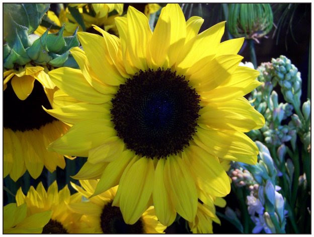 Girasol