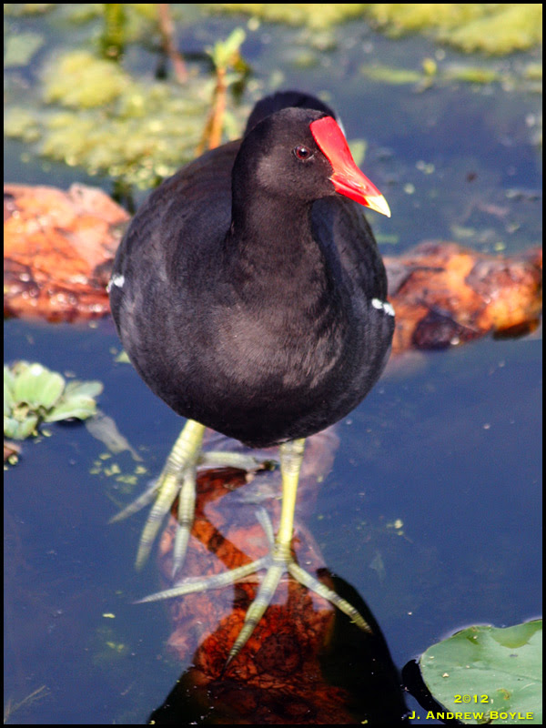Common Gallinule