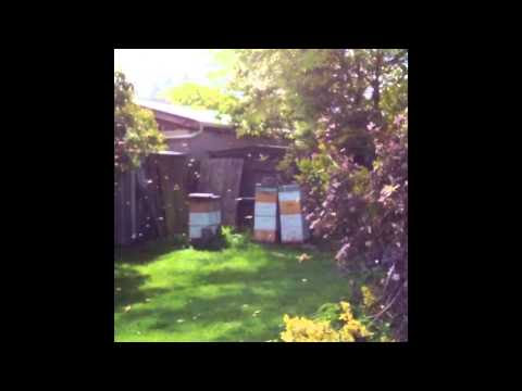 Bee swarm video