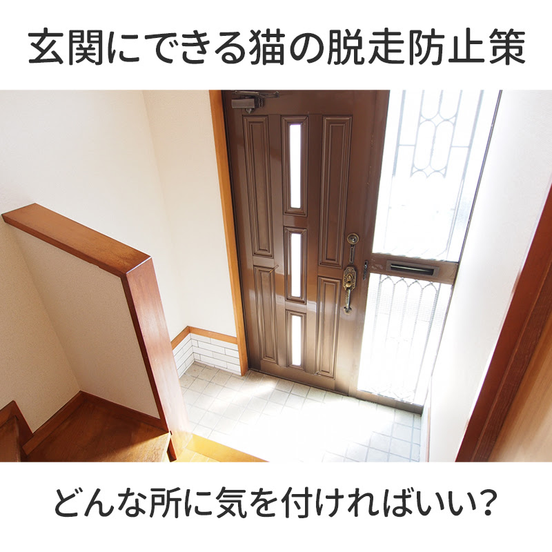 猫を玄関に近づけるのは危険 脱走防止にはどんな対策が有効なの