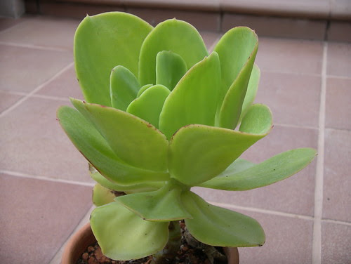 Echeveria pallida by Dionysos en Olerdola