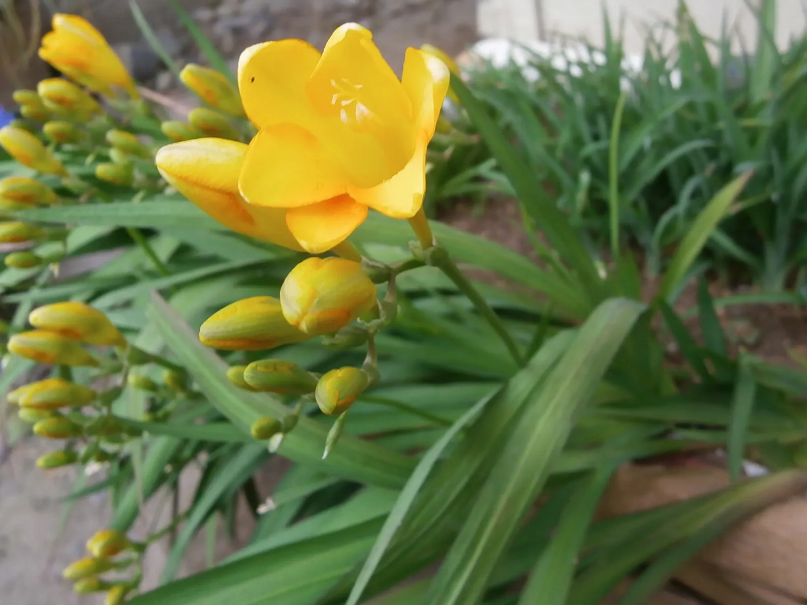 フリージア 8月日の誕生花 通販 愛香園 家庭菜園 造園 観葉植物の通販 造園 樹木 植物のスペシャリスト集団