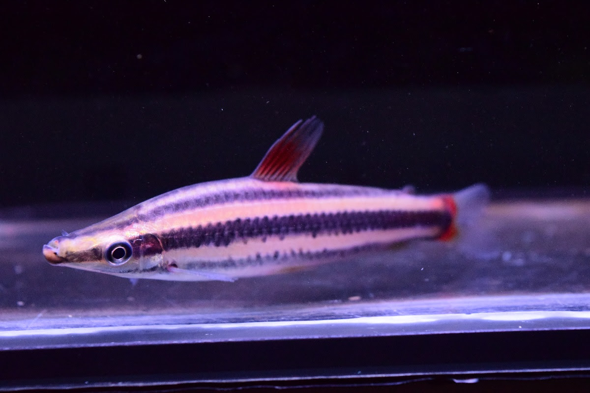 入荷魚紹介 静岡市の熱帯魚専門店 大型魚 古代魚 珍魚 World Rivers
