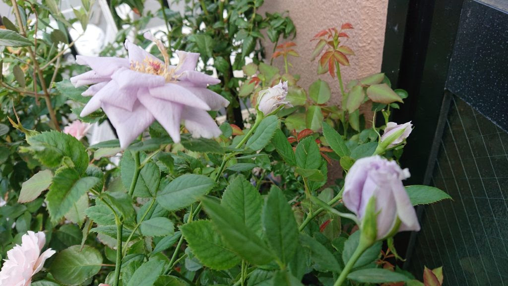 お酢スプレーでアブラムシの進撃を止める バラの害虫予防