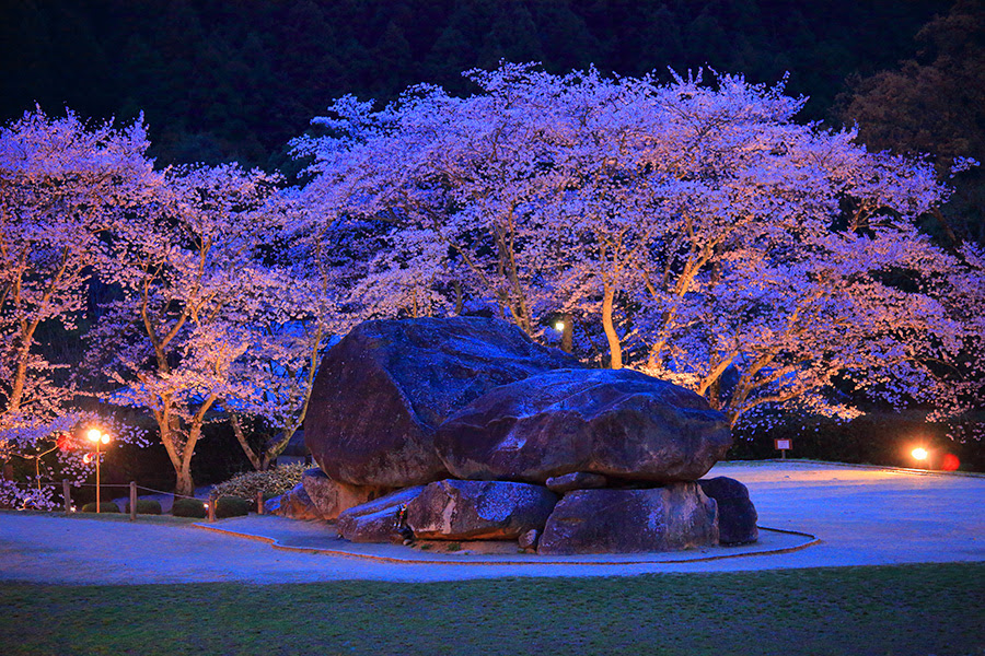 石舞台古墳 桜