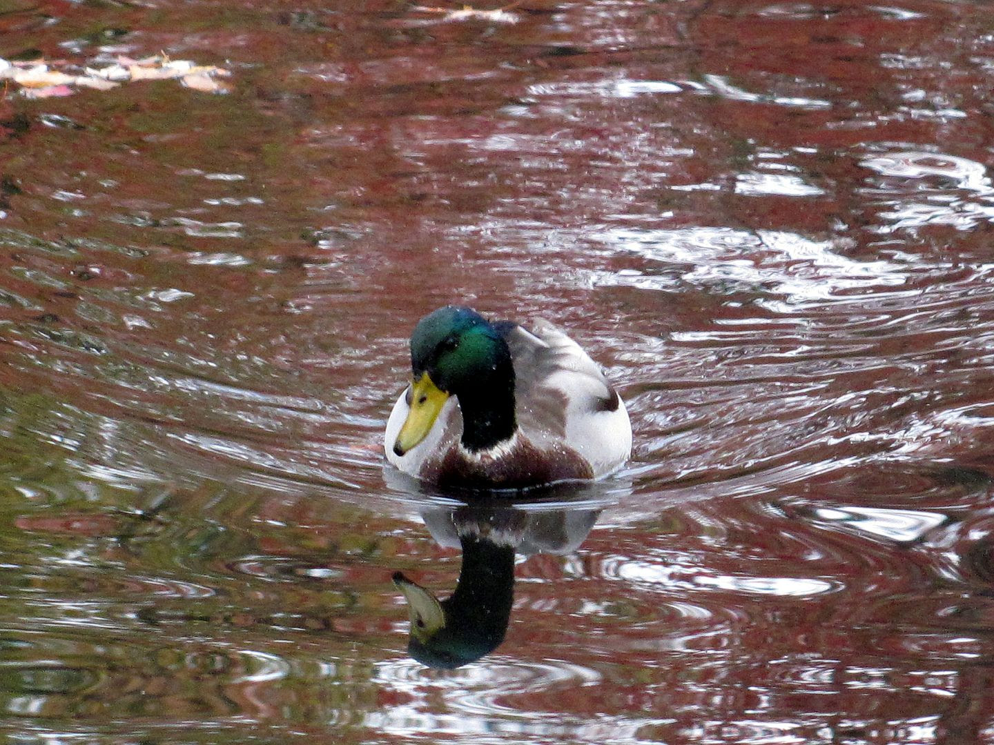  photo IMG_0544a_zps88891b18.jpg