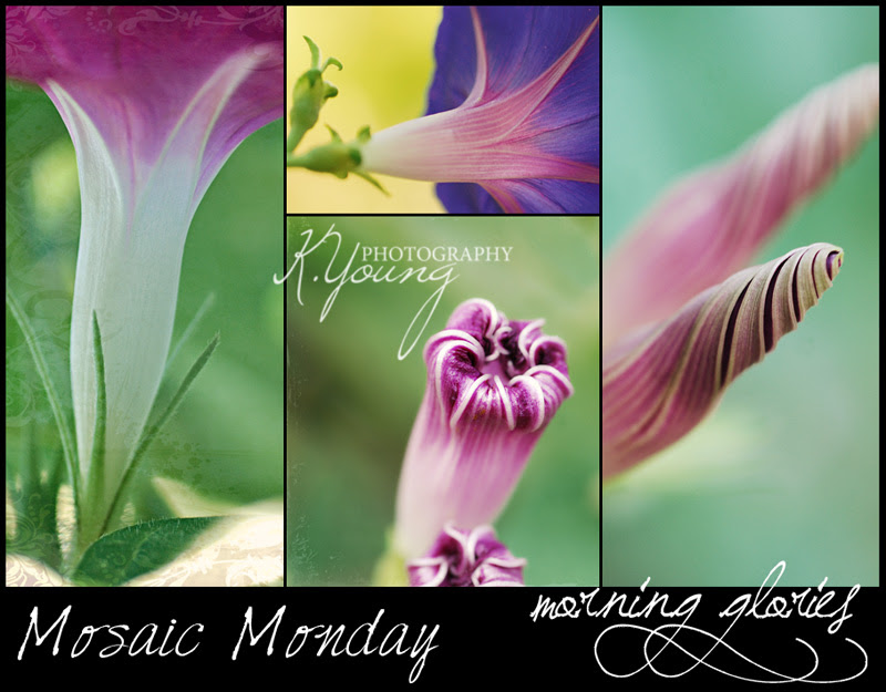 Mosaic Monday: Morning Glories