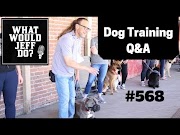 Good Dog Training Stop Dog Barking Puppy Training Tips What Would Jeff Do Q A Ep 568 2020 , Video Jeffrey MA Helpful Tips most popullar!