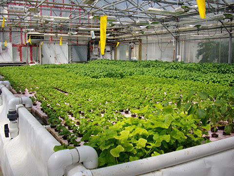 Aquaponics Kits
