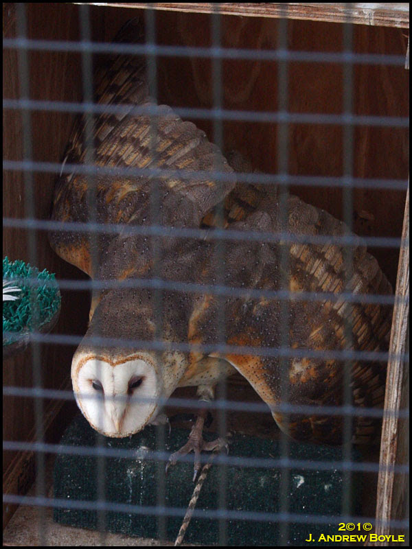 Barn Owl