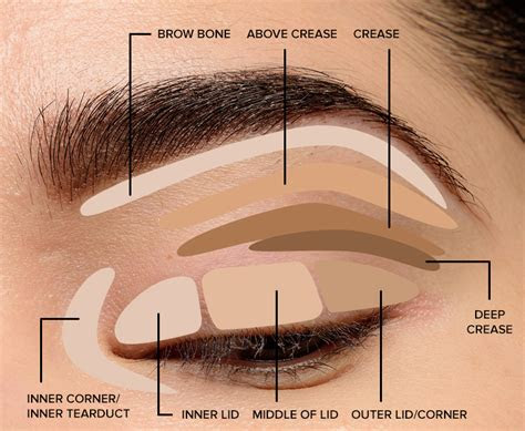  where to apply eyeshadow eye makeup diagram 2020