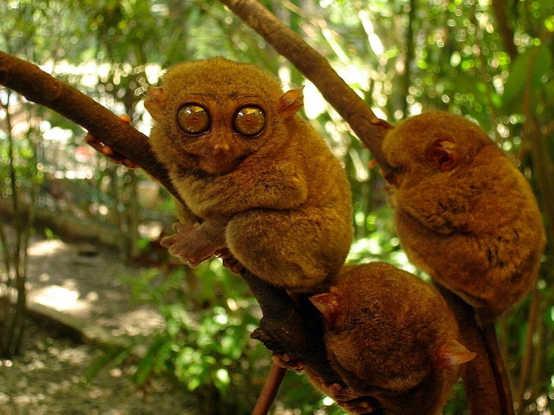 World's 25 Most Endangered Primates List Released | Science ...