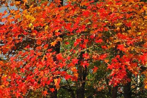 Autumn Beauty
