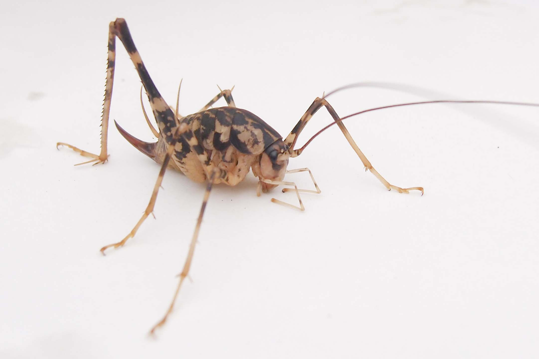 実は人間に害はない カマドウマの高画質な画像まとめ 写真まとめサイト Pictas