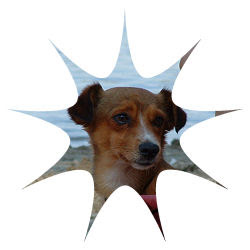 Famous Pairs Pet Pair Names Cute Animal Pair Names