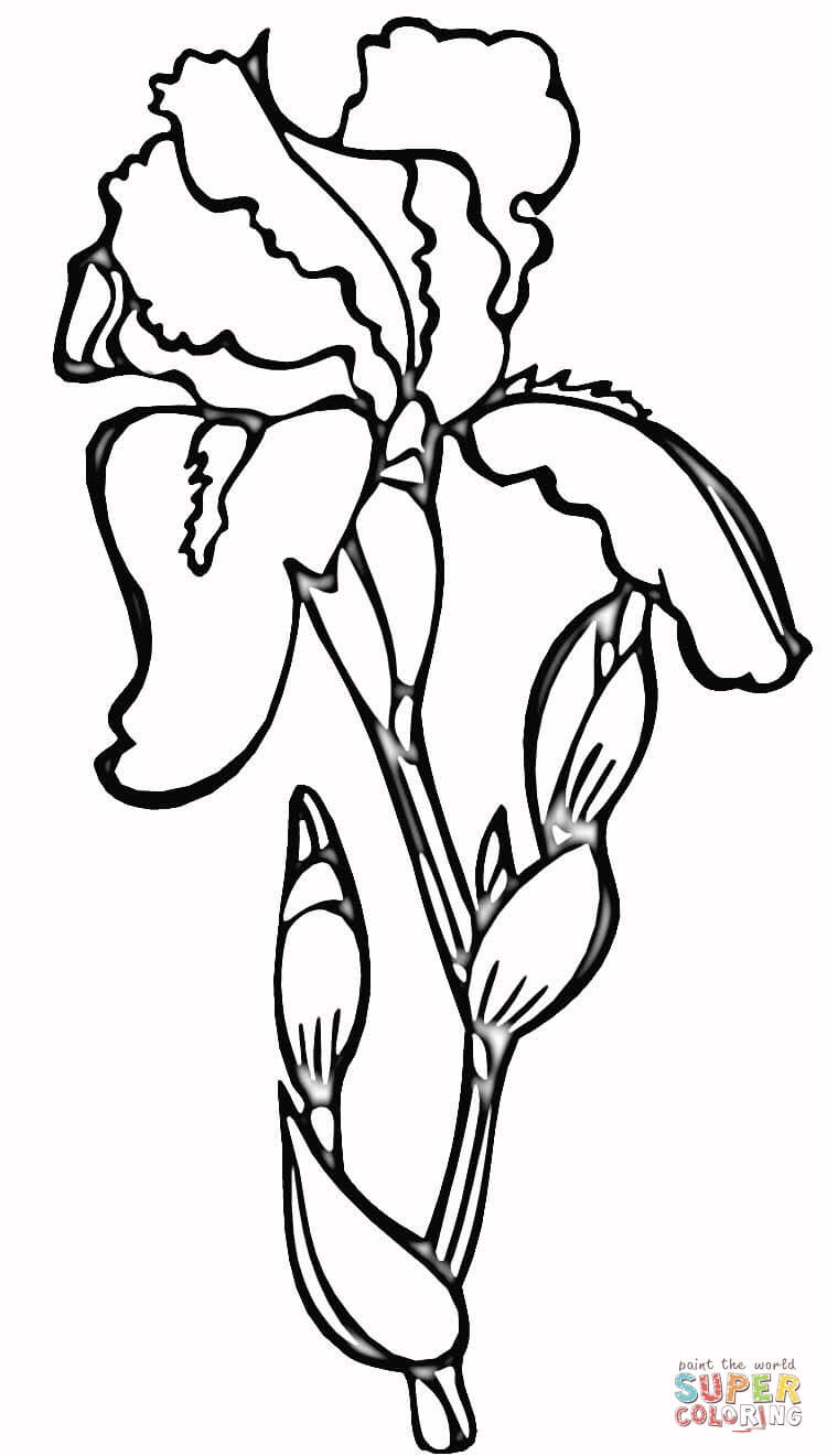 iris coloring page free printable coloring pages