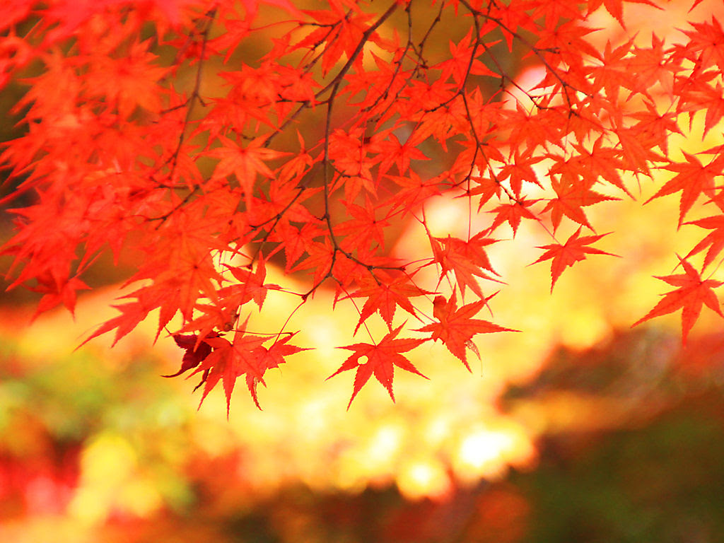 壁紙 もみじの紅葉 Xga1024 768デスクトップ壁紙 花の無料壁紙写真 花の無料写真素材 四季の花の写真集