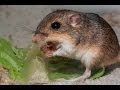 Pocket Mouse