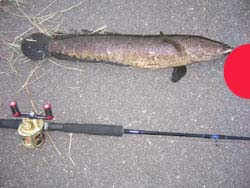 強制するなら買ってやれ 雷魚 の世界ってさ アホみたいなルールというか しきたりがあるんだよね それは 暗黙のルール って呼ばれていて ま 一言で言うと 一部の雷魚マンが熱心に信仰しているカルト宗教みたいなヤツやね そんなクソルール