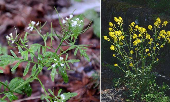 食べられる 食べられない アブラナ科２種 銅を鎚つ Maystorm 寺山光廣