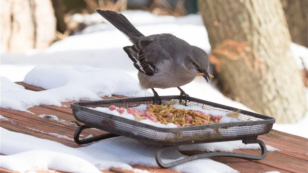 Hurricanes Harm Birds Too What You Can Do To Help Your Backyard