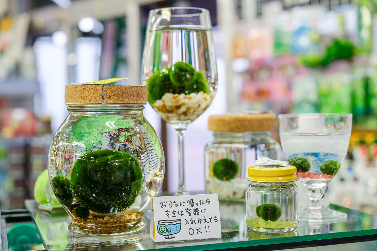 まりもの育て方は 水道水も大丈夫 お土産屋のまりもは養殖と天然があるって本当 全部聞いてみた 和樂web 日本文化の入り口マガジン
