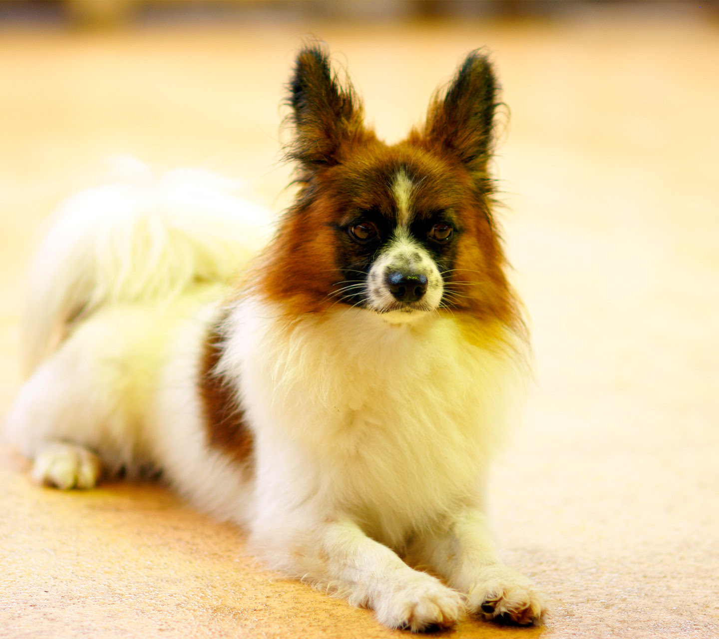 犬2 スマホ壁紙ならandroid壁紙タウン