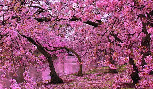 Springtime in St James' Park por Patrizia Ilaria Sechi