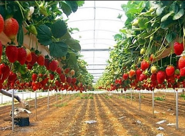 Cara Menanam Strawberry Hidroponik BibitBunga com Cara Menanam Strawberry Hidroponik BibitBunga com