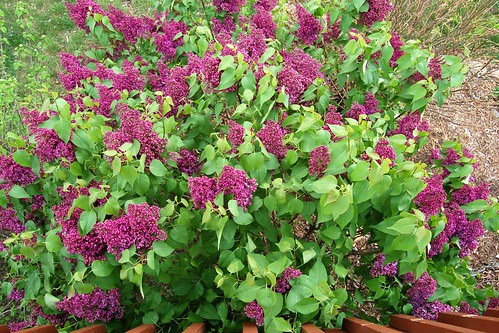 Lilacs...MMMMmmmmmm!