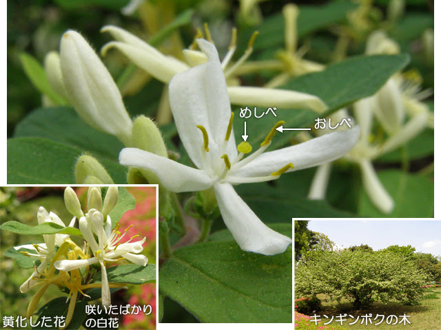 科学技術館メールマガジン 自然と友だち