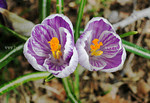 crocus-DSC_0036.jpg
