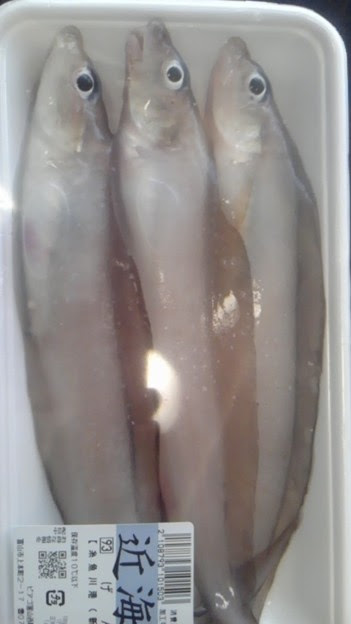幻魚 ゲンゲ って可愛い顔 写真共有サイト フォト蔵
