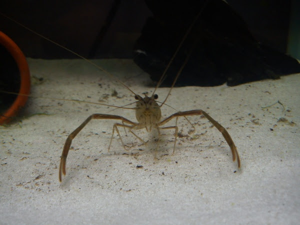 My pet prawn