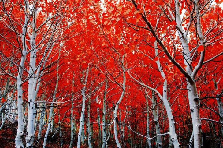 colorful-fall-photos-red-and-white