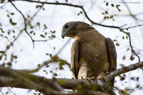 Oriental honey-buzzard by Abhijit Joshi
