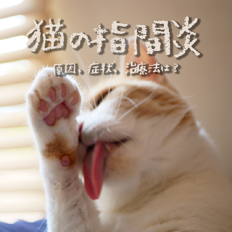 獣医師監修 猫の指間炎の原因 症状 治療法は 猫が肉球を舐め続ける時は要注意