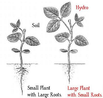 Why Hydroponics? | Hydroponic Grow Shops