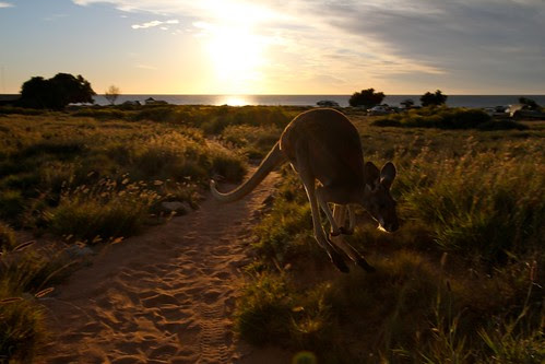 sunset visitor